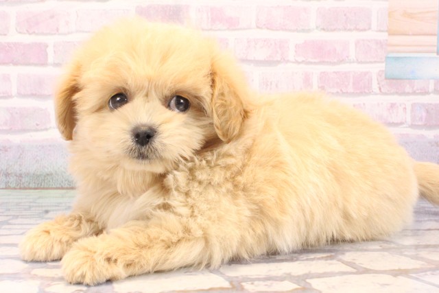 兵庫県のペキプー(ペキニーズ×プードル) (Coo&RIKU尼崎店/2025年10月19日生まれ/女の子/オレンジフォーン)の子犬の3枚目の画像