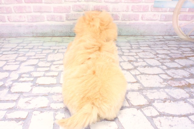 兵庫県のペキプー(ペキニーズ×プードル) (Coo&RIKU尼崎店/2025年10月19日生まれ/女の子/オレンジフォーン)の子犬の4枚目の画像