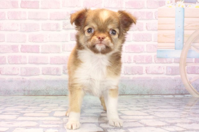 滋賀県のチワワ(ロング) (Coo&RIKU東近江店/2025年10月22日生まれ/女の子/チョコレートホワイト)の子犬の1枚目の画像