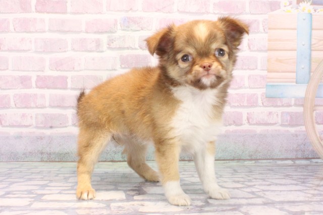 滋賀県のチワワ(ロング) (Coo&RIKU東近江店/2025年10月22日生まれ/女の子/チョコレートホワイト)の子犬の2枚目の画像