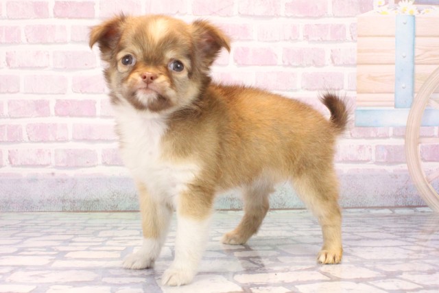 滋賀県のチワワ(ロング) (Coo&RIKU東近江店/2025年10月22日生まれ/女の子/チョコレートホワイト)の子犬の3枚目の画像