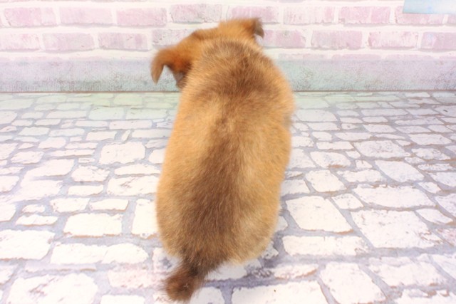 滋賀県のチワワ(ロング) (Coo&RIKU東近江店/2025年10月22日生まれ/女の子/チョコレートホワイト)の子犬の4枚目の画像