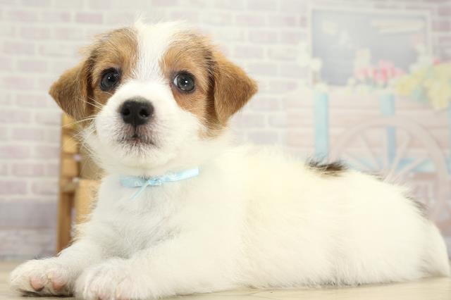 愛知県のジャックラッセルテリア (Coo&RIKU東海店/2025年10月25日生まれ/男の子/タンホワイト)の子犬の3枚目の画像