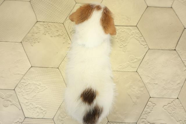 愛知県のジャックラッセルテリア (Coo&RIKU東海店/2025年10月25日生まれ/男の子/タンホワイト)の子犬の4枚目の画像