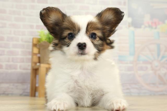 愛知県のパピヨン (Coo&RIKU岡崎店/2025年10月24日生まれ/女の子/ホワイトブラウン)の子犬の1枚目の画像