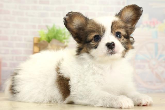 愛知県のパピヨン (Coo&RIKU岡崎店/2025年10月24日生まれ/女の子/ホワイトブラウン)の子犬の2枚目の画像