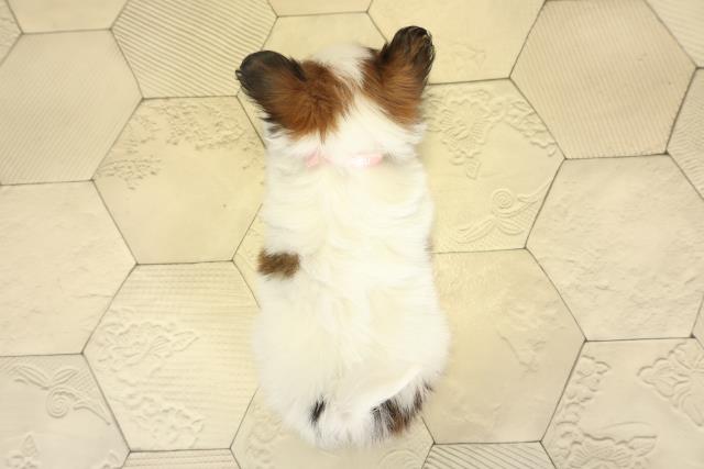 愛知県のパピヨン (Coo&RIKU岡崎店/2025年10月24日生まれ/女の子/ホワイトブラウン)の子犬の4枚目の画像