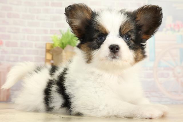 愛知県のパピヨン (Coo&RIKU名古屋みなと店/2025年10月24日生まれ/女の子/トライカラー)の子犬の2枚目の画像