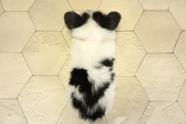 愛知県のパピヨン (Coo&RIKU名古屋みなと店/2025年10月24日生まれ/女の子/トライカラー)の子犬の4枚目の画像