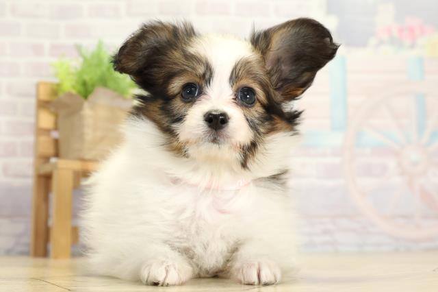 愛知県のパピヨン (Coo&RIKU瀬港線守山店/2025年10月26日生まれ/女の子/ホワイトブラウン)の子犬の1枚目の画像