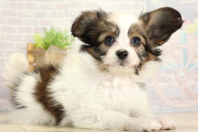 愛知県のパピヨン (Coo&RIKU瀬港線守山店/2025年10月26日生まれ/女の子/ホワイトブラウン)の子犬の2枚目の画像