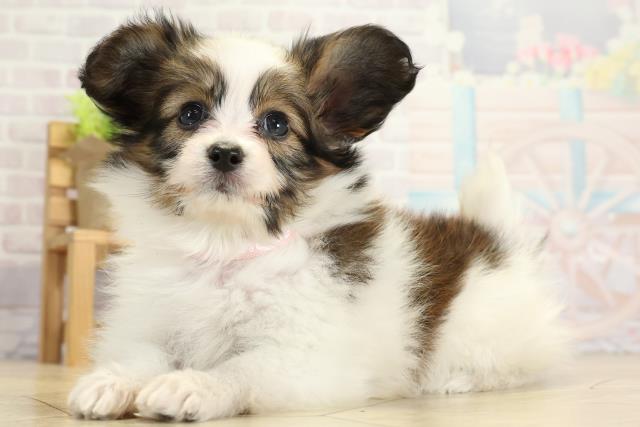 愛知県のパピヨン (Coo&RIKU瀬港線守山店/2025年10月26日生まれ/女の子/ホワイトブラウン)の子犬の3枚目の画像