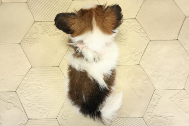 愛知県のパピヨン (Coo&RIKU瀬港線守山店/2025年10月26日生まれ/女の子/ホワイトブラウン)の子犬の4枚目の画像