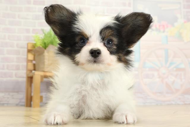 愛知県のパピヨン (Coo&RIKU東海店/2025年10月26日生まれ/男の子/トライカラー)の子犬の1枚目の画像