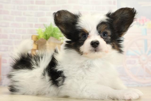 愛知県のパピヨン (Coo&RIKU東海店/2025年10月26日生まれ/男の子/トライカラー)の子犬の2枚目の画像