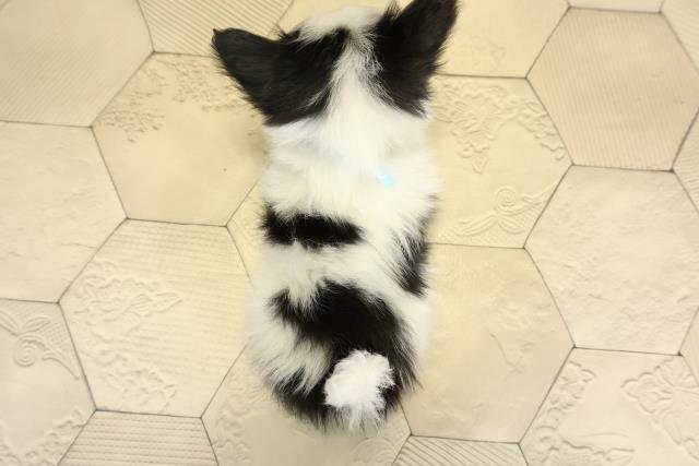 愛知県のパピヨン (Coo&RIKU東海店/2025年10月26日生まれ/男の子/トライカラー)の子犬の4枚目の画像