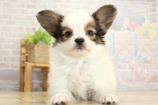 三重県のパピヨン (Coo&RIKU四日市店/2025年10月26日生まれ/男の子/ホワイトブラウン)の子犬の1枚目の画像