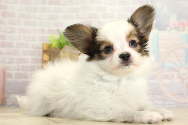 三重県のパピヨン (Coo&RIKU四日市店/2025年10月26日生まれ/男の子/ホワイトブラウン)の子犬の2枚目の画像