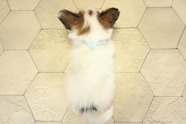 三重県のパピヨン (Coo&RIKU四日市店/2025年10月26日生まれ/男の子/ホワイトブラウン)の子犬の4枚目の画像