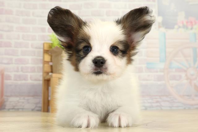 愛知県のパピヨン (Coo&RIKU豊橋店/2025年10月26日生まれ/男の子/ホワイトブラウン)の子犬の1枚目の画像