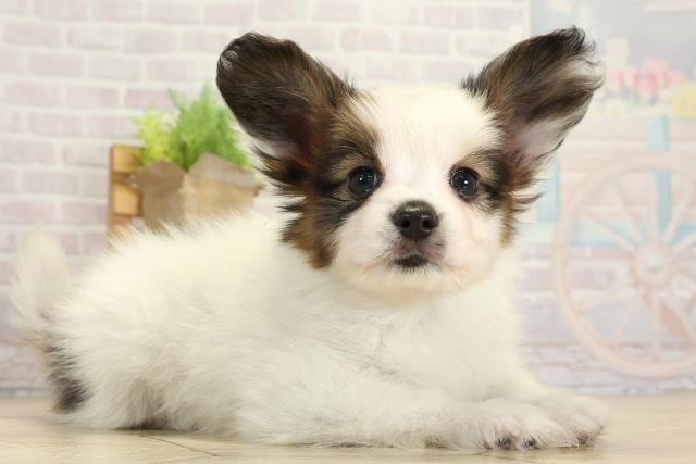 愛知県のパピヨン (Coo&RIKU豊橋店/2025年10月26日生まれ/男の子/ホワイトブラウン)の子犬の2枚目の画像