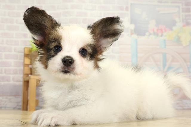 愛知県のパピヨン (Coo&RIKU豊橋店/2025年10月26日生まれ/男の子/ホワイトブラウン)の子犬の3枚目の画像