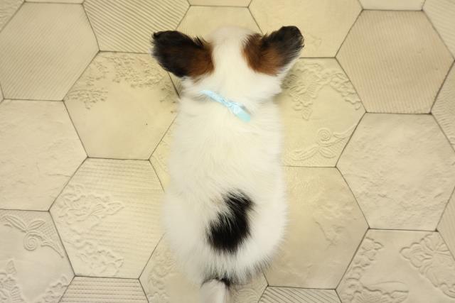 愛知県のパピヨン (Coo&RIKU豊橋店/2025年10月26日生まれ/男の子/ホワイトブラウン)の子犬の4枚目の画像