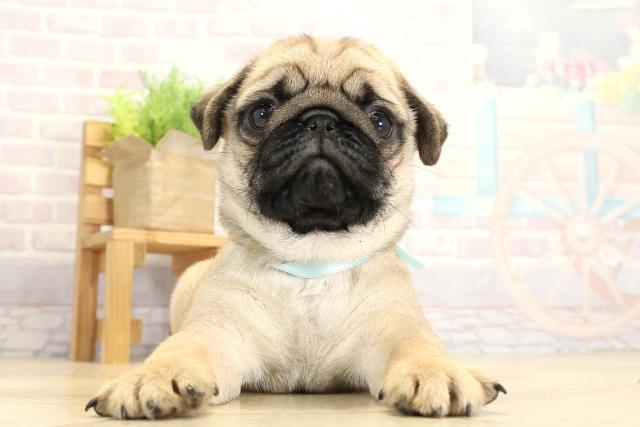 愛知県のパグ (Coo&RIKU豊橋店/2025年10月24日生まれ/男の子/フォーン)の子犬の1枚目の画像