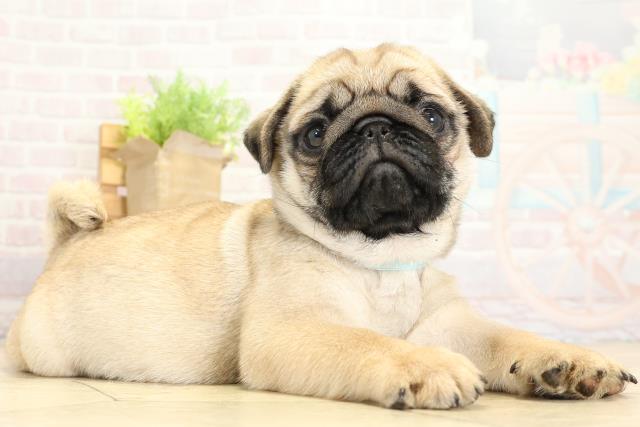 愛知県のパグ (Coo&RIKU豊橋店/2025年10月24日生まれ/男の子/フォーン)の子犬の2枚目の画像