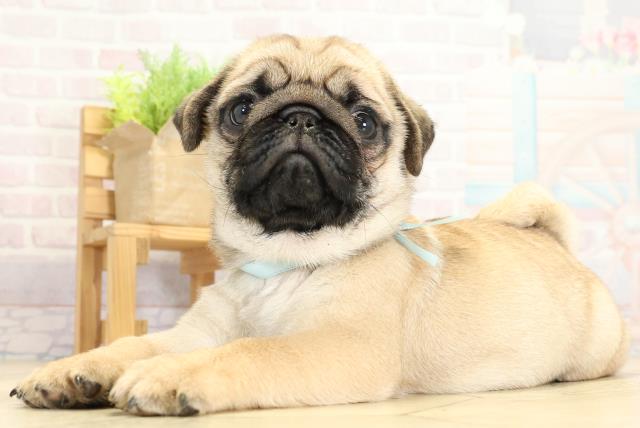 愛知県のパグ (Coo&RIKU豊橋店/2025年10月24日生まれ/男の子/フォーン)の子犬の3枚目の画像