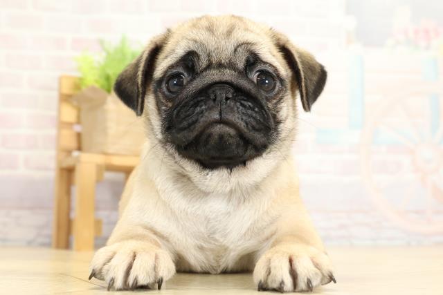 愛知県のパグ (Coo&RIKU名古屋滝ノ水店/2025年10月24日生まれ/女の子/フォーン)の子犬の1枚目の画像