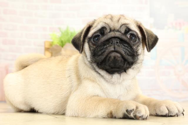 愛知県のパグ (Coo&RIKU名古屋滝ノ水店/2025年10月24日生まれ/女の子/フォーン)の子犬の2枚目の画像