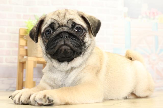 愛知県のパグ (Coo&RIKU名古屋滝ノ水店/2025年10月24日生まれ/女の子/フォーン)の子犬の3枚目の画像