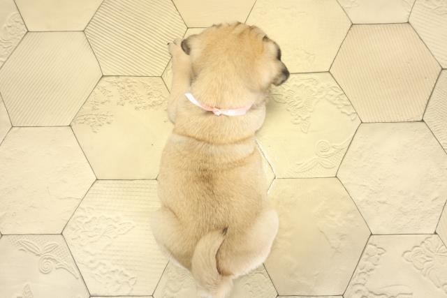 愛知県のパグ (Coo&RIKU名古屋滝ノ水店/2025年10月24日生まれ/女の子/フォーン)の子犬の4枚目の画像