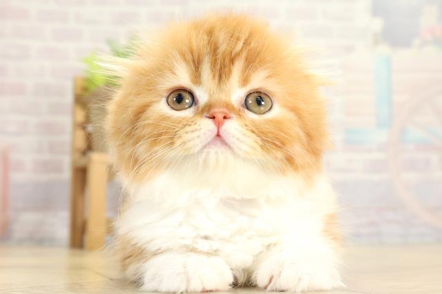 スコティッシュフォールド