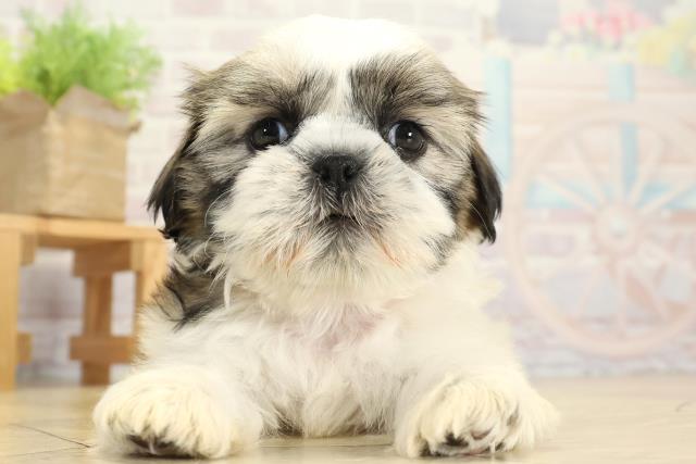 愛知県のシーズー (Coo&RIKU豊田店/2025年10月26日生まれ/女の子/ゴールドホワイト)の子犬の1枚目の画像