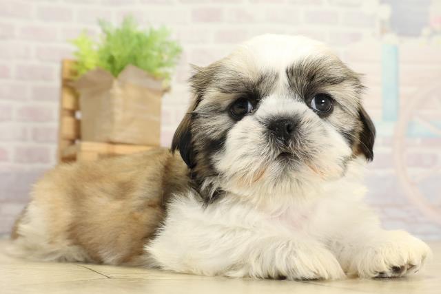 愛知県のシーズー (Coo&RIKU豊田店/2025年10月26日生まれ/女の子/ゴールドホワイト)の子犬の2枚目の画像