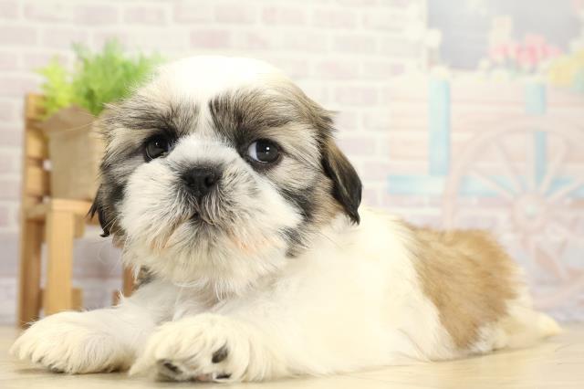 愛知県のシーズー (Coo&RIKU豊田店/2025年10月26日生まれ/女の子/ゴールドホワイト)の子犬の3枚目の画像