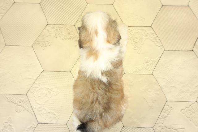 愛知県のシーズー (Coo&RIKU豊田店/2025年10月26日生まれ/女の子/ゴールドホワイト)の子犬の4枚目の画像