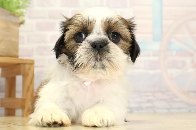 愛知県のシーズー (Coo&RIKU半田店/2025年10月26日生まれ/女の子/ゴールドホワイト)の子犬の1枚目の画像