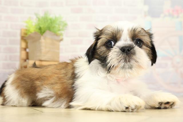 愛知県のシーズー (Coo&RIKU半田店/2025年10月26日生まれ/女の子/ゴールドホワイト)の子犬の2枚目の画像