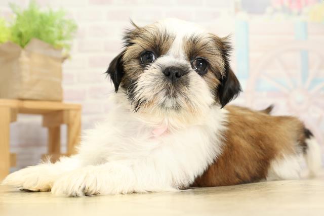 愛知県のシーズー (Coo&RIKU半田店/2025年10月26日生まれ/女の子/ゴールドホワイト)の子犬の3枚目の画像