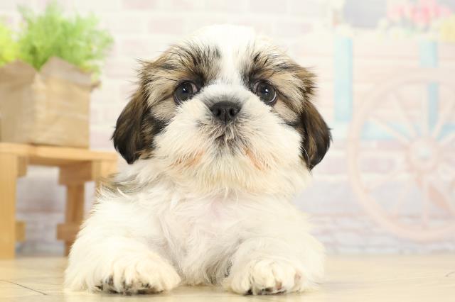 愛知県のシーズー (Coo&RIKU岡崎店/2025年10月26日生まれ/女の子/ゴールドホワイト)の子犬の1枚目の画像