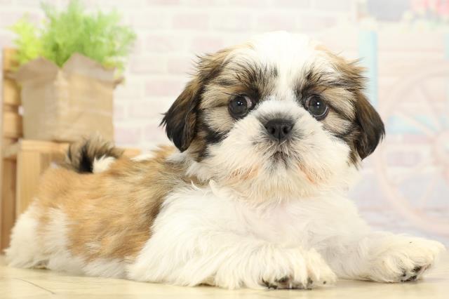 愛知県のシーズー (Coo&RIKU岡崎店/2025年10月26日生まれ/女の子/ゴールドホワイト)の子犬の2枚目の画像