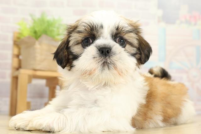 愛知県のシーズー (Coo&RIKU岡崎店/2025年10月26日生まれ/女の子/ゴールドホワイト)の子犬の3枚目の画像