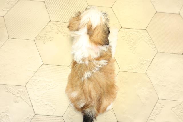 愛知県のシーズー (Coo&RIKU岡崎店/2025年10月26日生まれ/女の子/ゴールドホワイト)の子犬の4枚目の画像