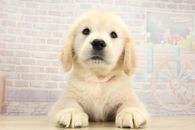 愛知県のゴールデンレトリバー (Coo&RIKU豊橋店/2025年10月24日生まれ/女の子/クリーム)の子犬の1枚目の画像