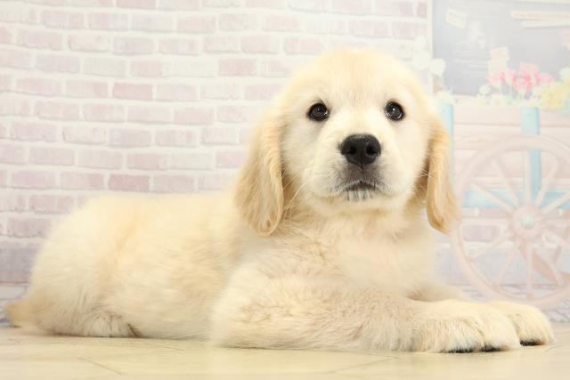 愛知県のゴールデンレトリバー (Coo&RIKU豊橋店/2025年10月24日生まれ/女の子/クリーム)の子犬の2枚目の画像