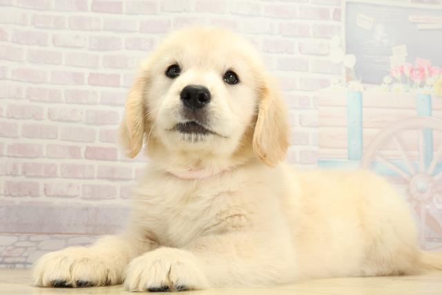 愛知県のゴールデンレトリバー (Coo&RIKU豊橋店/2025年10月24日生まれ/女の子/クリーム)の子犬の3枚目の画像