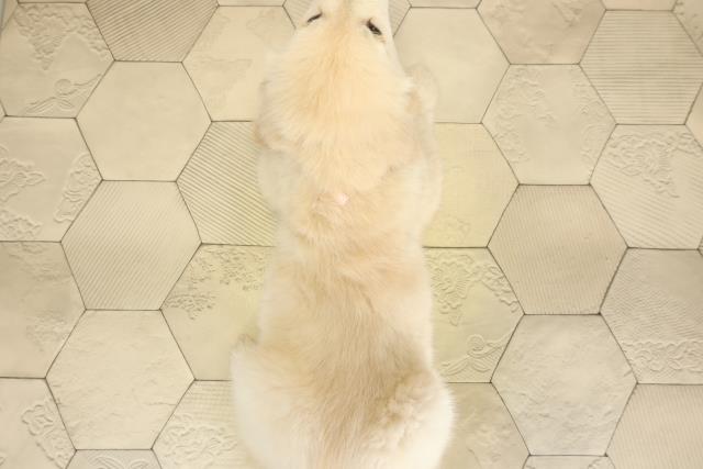 愛知県のゴールデンレトリバー (Coo&RIKU豊橋店/2025年10月24日生まれ/女の子/クリーム)の子犬の4枚目の画像